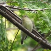 井頭公園でキビタキ見納め