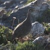 ケープキジシャコ(Cape Spurfowl)など