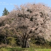 宮澤桜・・