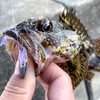 【家島諸島】南兵庫では珍しい離島は根魚釣りのパラダイスだった！