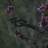 桃の花とヒヨドリ、メジロ