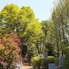 新緑の雑司ヶ谷霊園