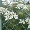 Photo No.2310 / 写真のストックが…