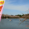 開幕！弘前桜祭り　３（屯所のこと）