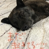 甲斐犬と姉風飼い主、1月の総括と2月の希望を語るの巻〜ｵﾈｶﾞｲ(ㅅ˙³˙)♡