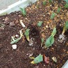 ５７３．ネズミだった…