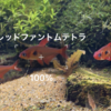 魚の種類を判別できるカメラアプリ紹介