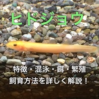 水槽で飼育できるおすすめのドジョウ７種類 外観や特徴も徹底解説 たなごgo