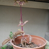 今日見かけた花