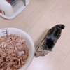 ニナちゃん頑張ったから‼️