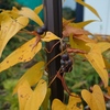 ヤマノイモ科の植物の葉が黄色く色づく