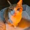 久々、猫様の受診。
