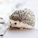 SHIHOのひまわりブログ