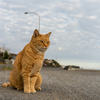 隣市北漁港のねこさん