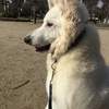 公園でちょっと練習