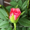 【庭】Rosa.min " Larissa Kordana "