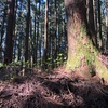 武甲山そして日和田山〜鎌北湖