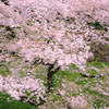 撮影記　「東京の桜」