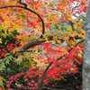 紅葉の夏井川渓谷へ（いわき市）