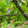 鳥見と季節感