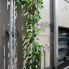 コンクリート壁を登る植物