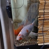 金魚の気のせいはそうではない