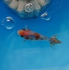 金魚部屋から明るい場所へ引越し