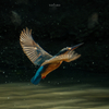 鳥撮り物語#75「カワセミの飛込みシーン」