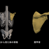 肩の痛みについて～インピンジメントを理解するための解剖学（肩甲骨編）～