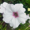 ペチュニアの花