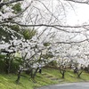 桜が終わってしまう！　写真を撮りたいのに‥‥（´-`）