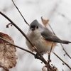 米国の公園で出会えた野鳥達。