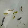 魚取りレポート2007     1.トラウマ