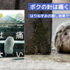 【読書感想】『僕の針は痛くない』が心に響く理由とハリネズミの癒し効果