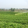 【チェンライ旅行】茶畑の丘の上にあるおしゃれカフェChoui Fong Tea@チェンライ