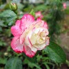 2024【無農薬でバラ栽培】ジュビレ・ドゥ・プリンス・ドゥ・モナコとクイーンエリザベスとbellの庭