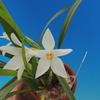 Maxillaria pulchra