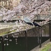 追加の検査と循環器内科受診と琵琶湖疏水の桜♪