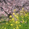 伊豆の河津桜。