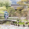 春の振袖フリフリ👘古都の花紀行🌸　梅宮大社でフリフリ〜弐！