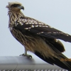 トビの若鳥とカワセミとマガモ