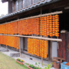 【DoChubu掲載】〈山県市特集〉天日と寒風でじっくりと仕上げる。 冬のおとずれを告げる伊自良の連柿