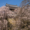 信州　長野県上田市　上田城跡の桜と北櫓