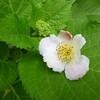 5月の庭の花（夏椿とテッセン）