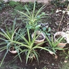 今年も鉢植えパイナップルの越冬準備。