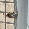 蜂の巣　虫の写真出てきます⚠️