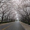 満開の桜を散らす雨