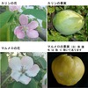 カリン／榠櫨を詠んだ短歌　　カリンはリンゴの近縁．りんごの花と似た美しい花を咲かせてくれます．長野ではマルメロをカリンと呼んで栽培しています．　道のべに黄いろになりしくわりんの実棄ててあるさへこよなく寂し　斎藤茂吉　　ゆふ庭に榠櫨のにほい熟れゐたり君によりつつ然か思ひたり　中村憲吉　　榠櫨の樹になれる実は薄く黄ばみたり樹にあたりて寒き風の鳴りをきく　栗原潔子　　大寒に凍りつめたる池の面くわりんの落日ひとつ黄に照る　鹿児島寿蔵　　碧天の秋の榠櫨の醜（しこ）の実のさびしさ嗅げば思ひがけなし　馬場あき子