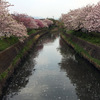 ウォーキング　～平田川桜の通り抜け ＆ 野草～