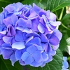 大輪の紫陽花